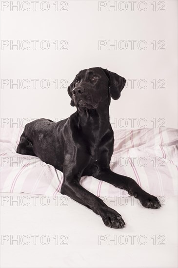 Lying big black mongrel