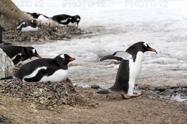 GentGentoo Penguins (Pygoscelis papua)