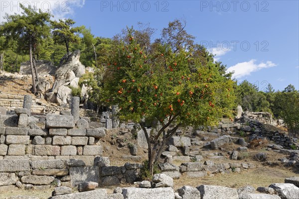 Pomegranate tree (Punica granatum)