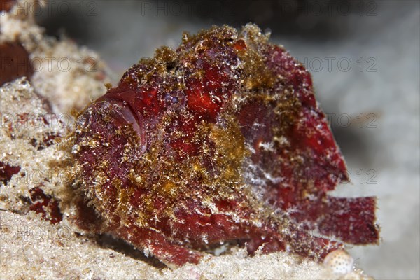 Anglerfish or Frogfish species (Antennarius sp.)