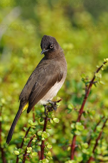 Cape Bulbul (Pycnonotus capensis)