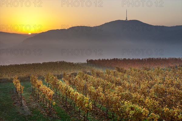 Autumnal vineyard in the Kaiserstuhl hills at sunrise with early morning fog