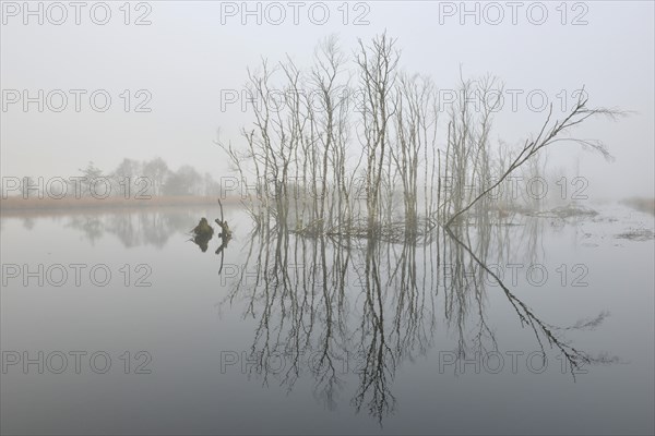 Rewetted high moor in fog