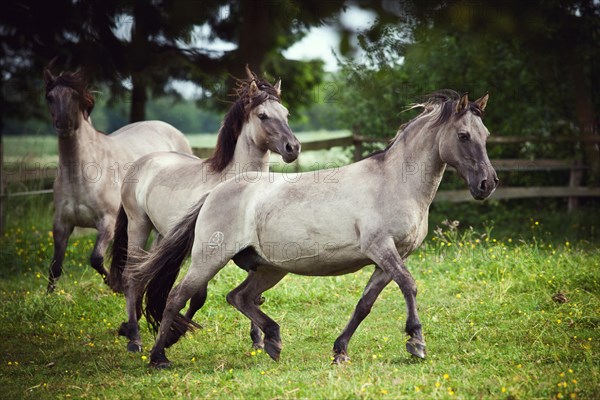 Two mares