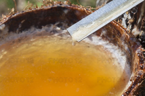 Latex sap dripping out of a cut tree in a rubber plantation