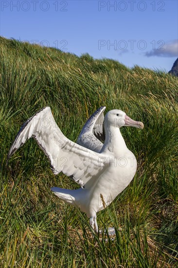 Wandering Albatross (Diomedea exulans) at its nesting site