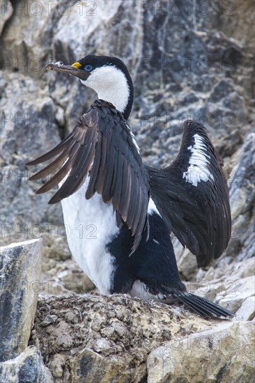 Blue-eyed Shag or Imperial Shag (Phalacrocorax atriceps) at its nesting site