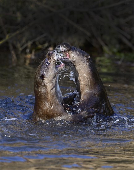 Otters (Lutra lutra) fighting