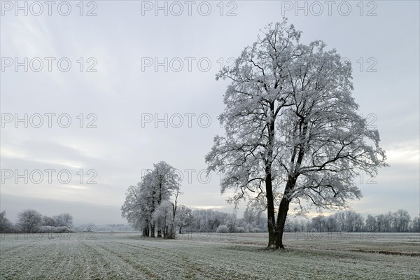 Black Alder (Alnus glutinosa) with hoarfrost