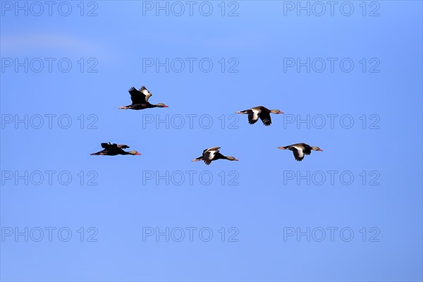 Black-bellied Whistling Ducks (Dendrocygna autumnalis)