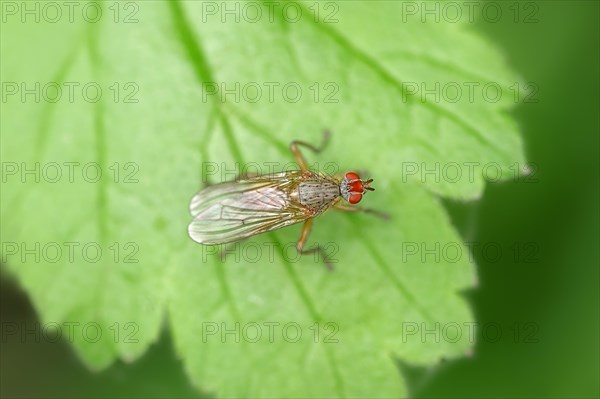 Dung Fly (Scathophaga lutaria)