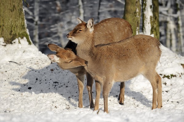 Dybowski's Sika Deer or Ussuri Sika Deer (Cervus nippon hortulorum)