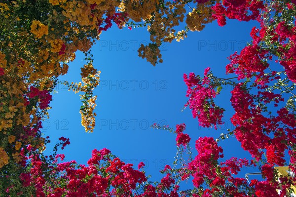 Blue sky through a gap of colourful flowering hanging plants
