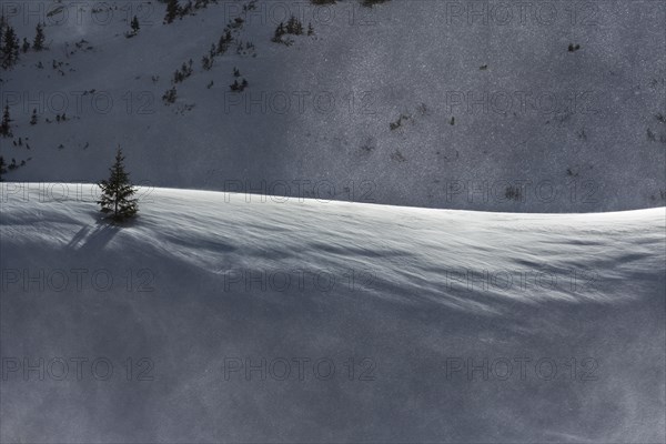 Mountain Pine (Pinus mugo) in the snow