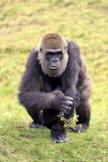 Western Lowland Gorilla (Gorilla gorilla gorilla)