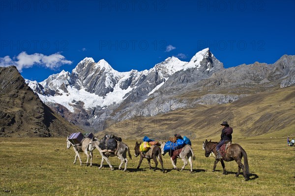 Local woman riding a mule and driving four packhorses