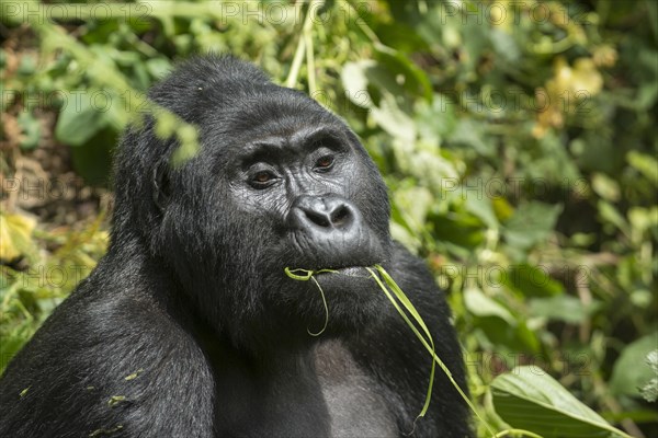 Mountain Gorilla (Gorilla beringei beringei)