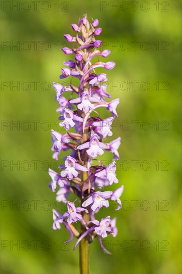 Fragrant Orchid (Gymnadenia conopsea)