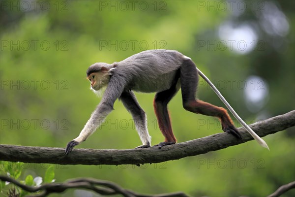 Red-shanked douc (Pygathrix nemaeus)