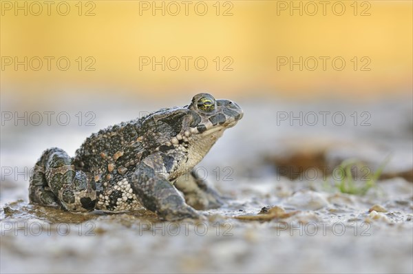 Green Toad (Bufo viridis complex) in an abandoned gravel pit