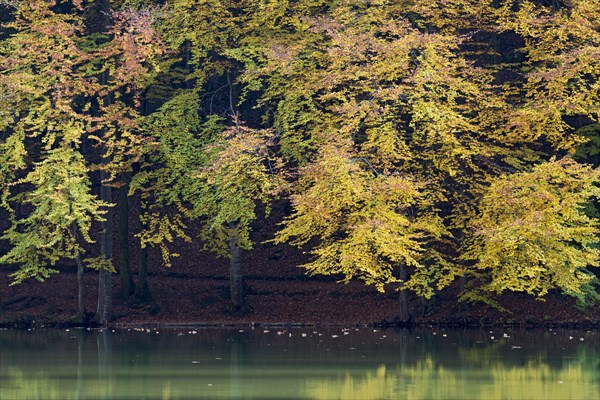 Colourful autumn trees on the shore of Berglsteiner See Lake