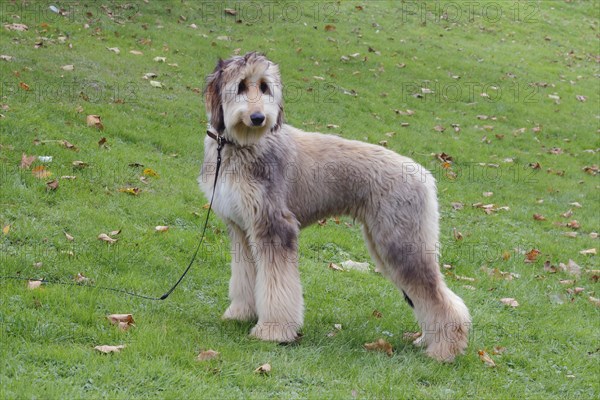 Afghan hound dog standing in a meadow