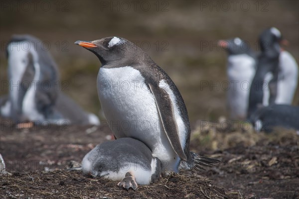 Gentoo Penguin (Pygoscelis papua) on nest with young