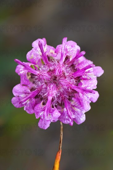 Woolly Lousewort (Pedicularis lanata)