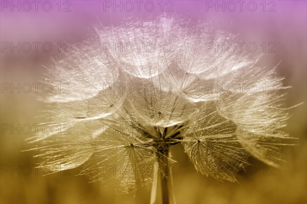 Meadow Salsify (Tragopogon pratensis)