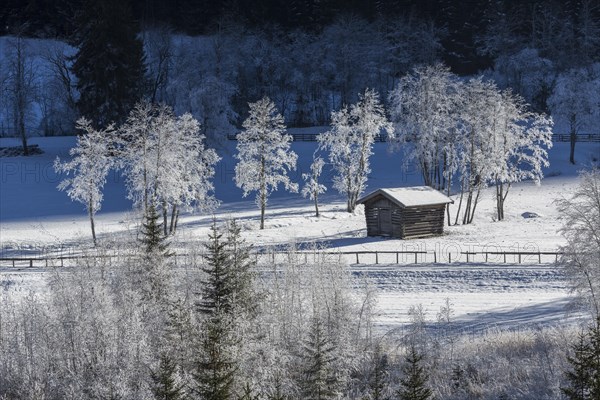 Trees covered in hoarfrost in Gschnitztal Valley