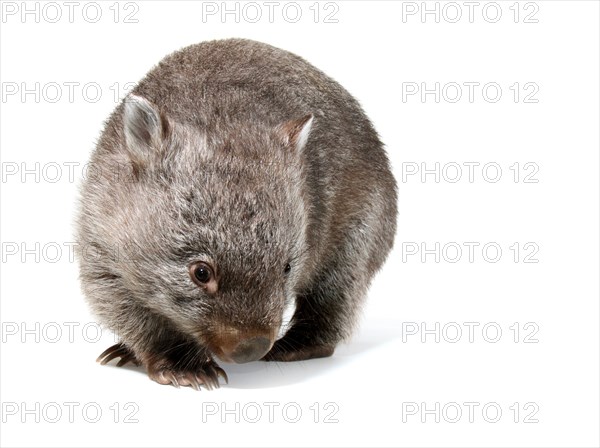 Common Wombat (Vombatus ursinus)