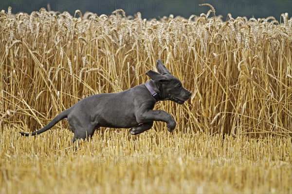 Great Dane on stubble field