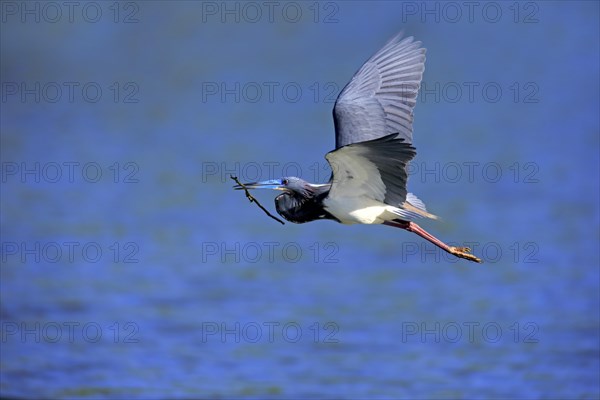 Tricoloured Heron (Egretta tricolor)