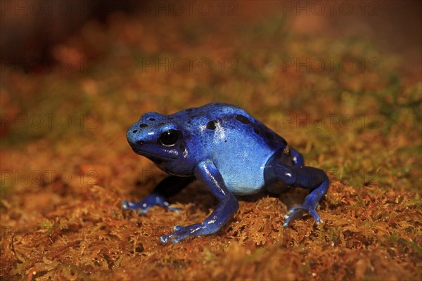 Blue Poison Frog (Dendrobates tinctorius)