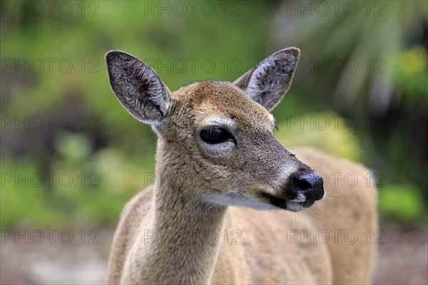 Key-white-tailed deer (Odocoileus virginianus clavium)