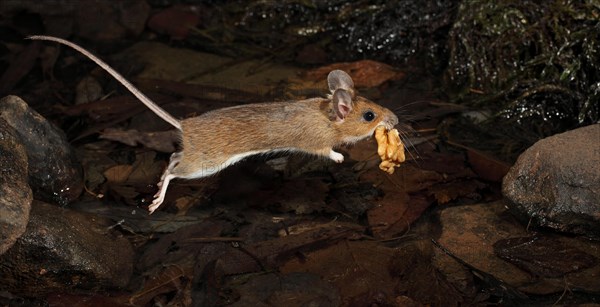 Yellow-necked Mouse (Apodemus flavicollis) jumping with a nut