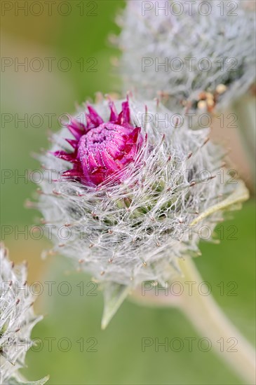 Downy Burdock (Arctium tomentosum)