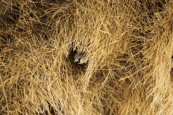 Sociable Weaver (Philetairus socius) at the entrance of a community nest