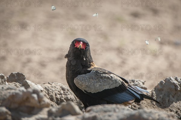 Bateleur (Terathopius ecaudatus)