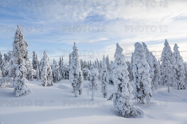 Winter forest