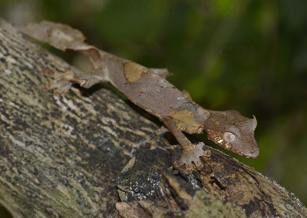 Satanic Leaf Tailed Gecko (Uroplatus phantasticus)