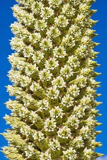 Queen of the Andes (Puya raimondii)