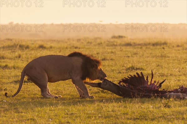 Male Lion (Panthera leo) with skeleton