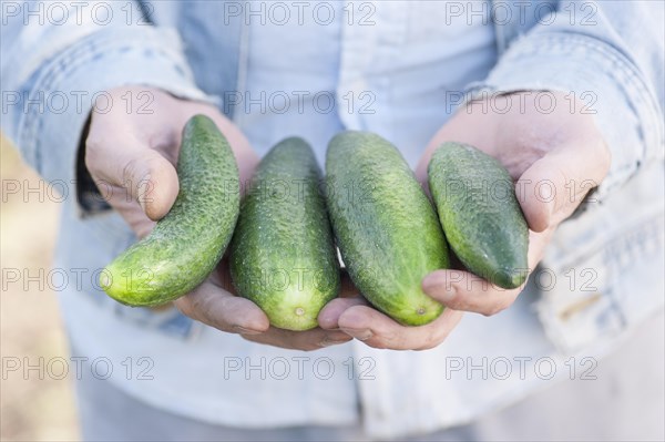 Man showing a bunch of organically grown cucumbers
