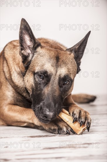 Malinois or Belgian Shepherd Dog