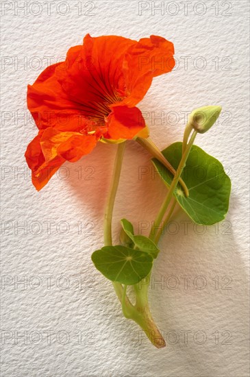 Fresh Nasturtium (Tropaeolum) flower and leaves