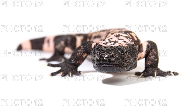 Gila Monster (Heloderma suspectum)