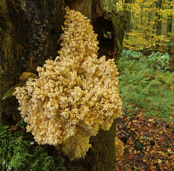 Coral Tooth (Hericium coralloides)