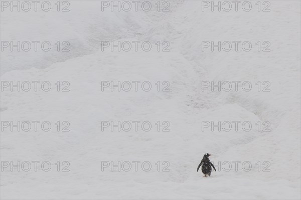 Gentoo Penguin (Pygoscelis papua) in the snow