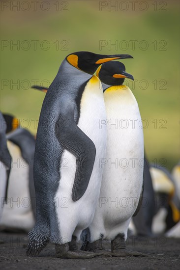 King Penguins (Aptenodytes patagonicus)